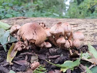 Franjehoeden [Psathyrellaceae]